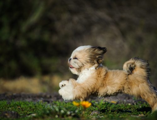 Brachycephalic Heartbreakers—The Unique Challenges of Flat-Faced Dog Breeds